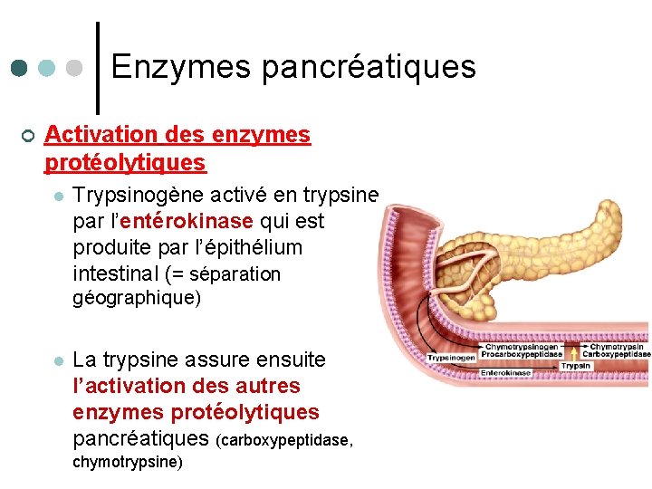 Enzymes pancréatiques ¢ Activation des enzymes protéolytiques l Trypsinogène activé en trypsine par l’entérokinase