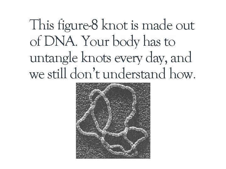 This figure-8 knot is made out of DNA. Your body has to untangle knots