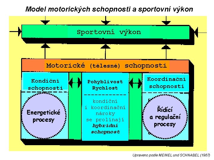 Model motorických schopnosti a sportovní výkon Sportovní výkon Motorické (tělesné) schopnosti Kondiční schopnosti Energetické