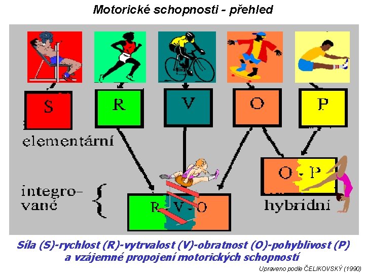 Motorické schopnosti - přehled Síla (S)-rychlost (R)-vytrvalost (V)-obratnost (O)-pohyblivost (P) a vzájemné propojení motorických