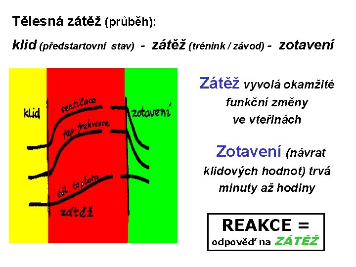 Tělesná zátěž (průběh): klid (předstartovní stav) - zátěž (trénink / závod) - zotavení Zátěž