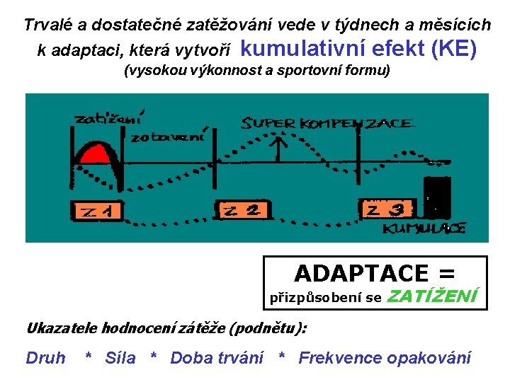 Trvalé a dostatečné zatěžování vede v týdnech a měsících k adaptaci, která vytvoří kumulativní