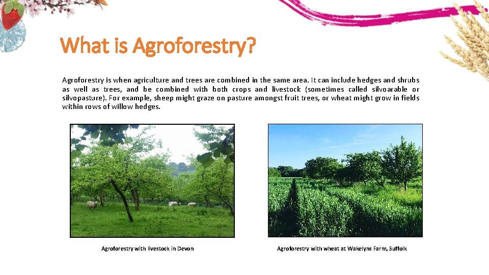 What is Agroforestry? Agroforestry is when agriculture and trees are combined in the same