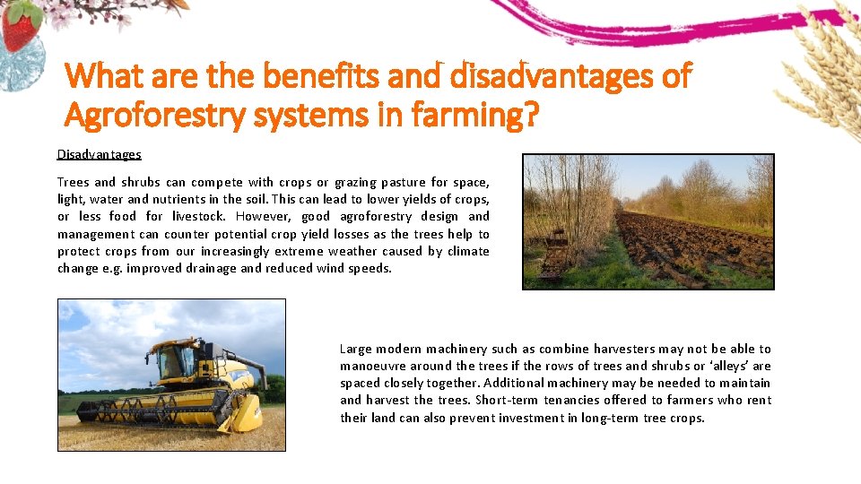 What are the benefits and disadvantages of Agroforestry systems in farming? Disadvantages Trees and