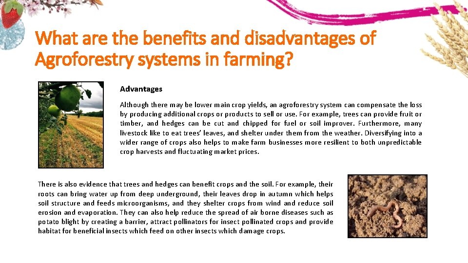 What are the benefits and disadvantages of Agroforestry systems in farming? Advantages Although there