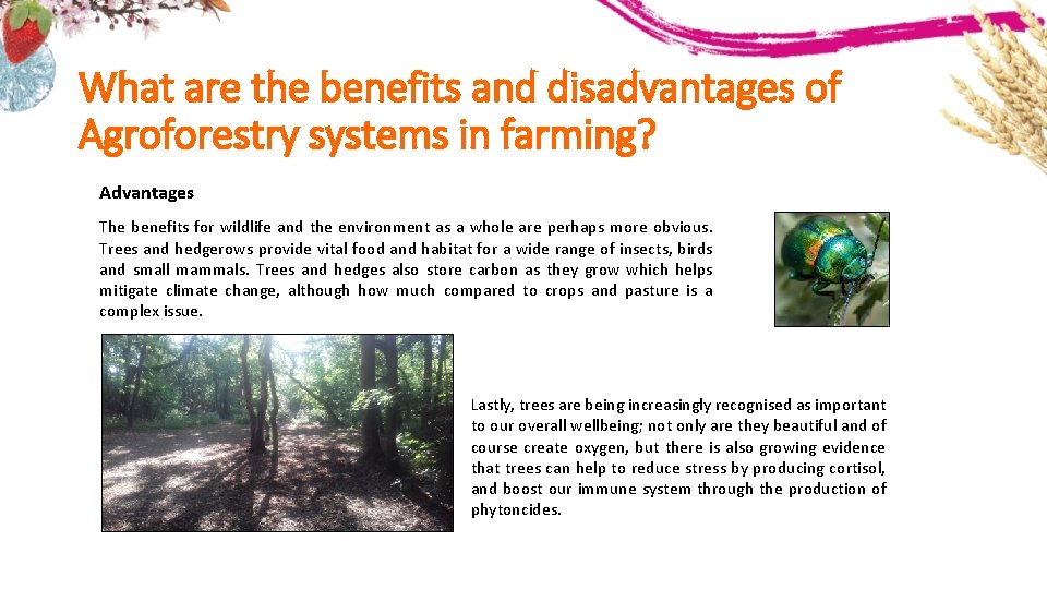 What are the benefits and disadvantages of Agroforestry systems in farming? Advantages The benefits