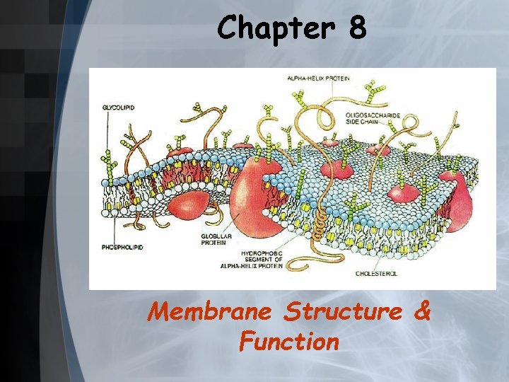 Chapter 8 Membrane Structure & Function 