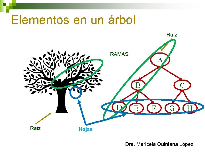 Elementos en un árbol Raíz RAMAS A B D Raíz E C F G
