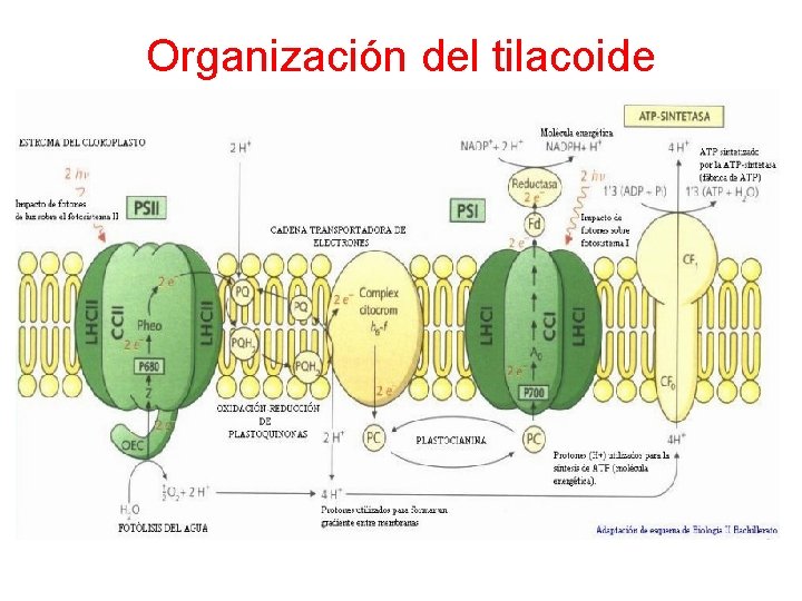 Organización del tilacoide 