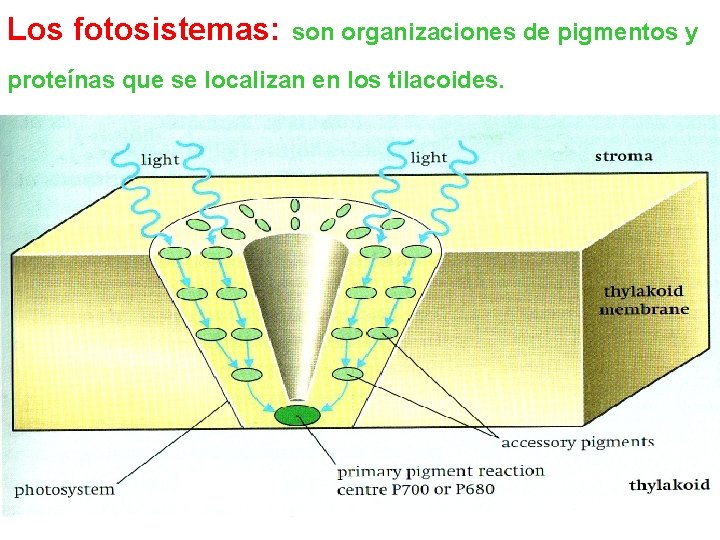 Los fotosistemas: son organizaciones de pigmentos y proteínas que se localizan en los tilacoides.