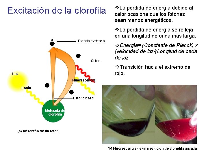 Excitación de la clorofila v. La pérdida de energía debido al calor ocasiona que