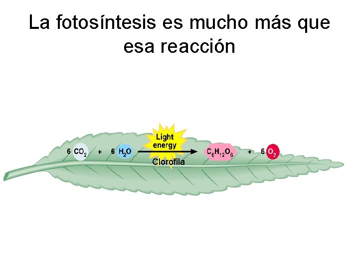 La fotosíntesis es mucho más que esa reacción Clorofila 