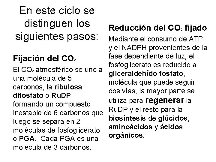 En este ciclo se distinguen los siguientes pasos: Reducción del CO fijado 2 Mediante