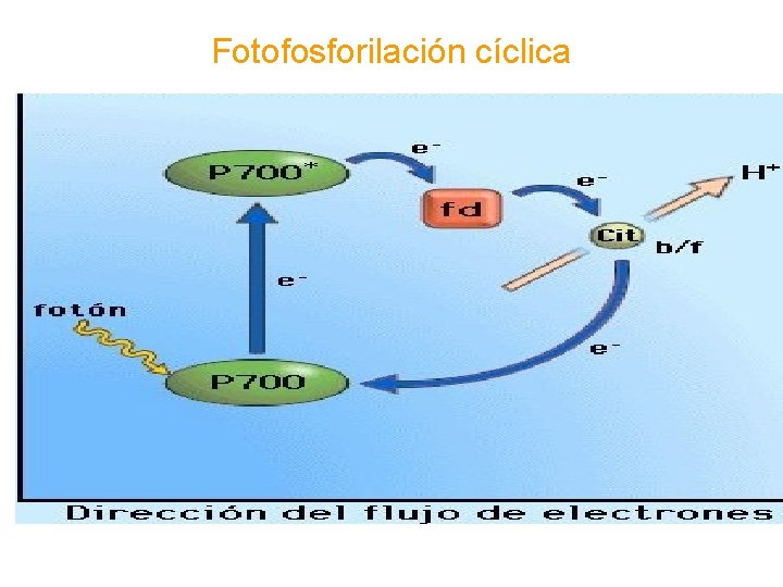 Fotofosforilación cíclica 