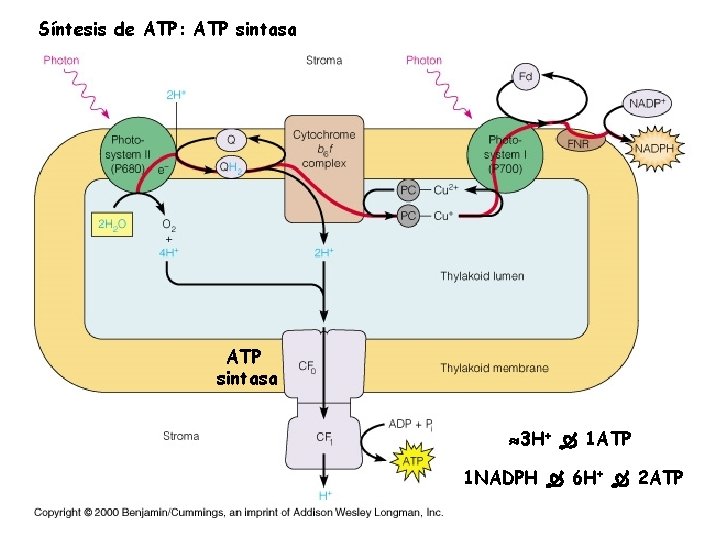 Síntesis de ATP: ATP sintasa 3 H+ 1 ATP 1 NADPH 6 H+ 2