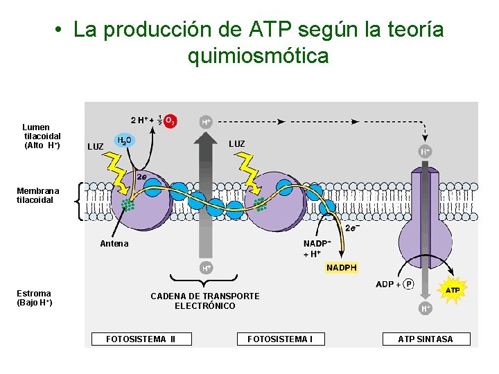  • La producción de ATP según la teoría quimiosmótica Lumen tilacoidal (Alto H+)