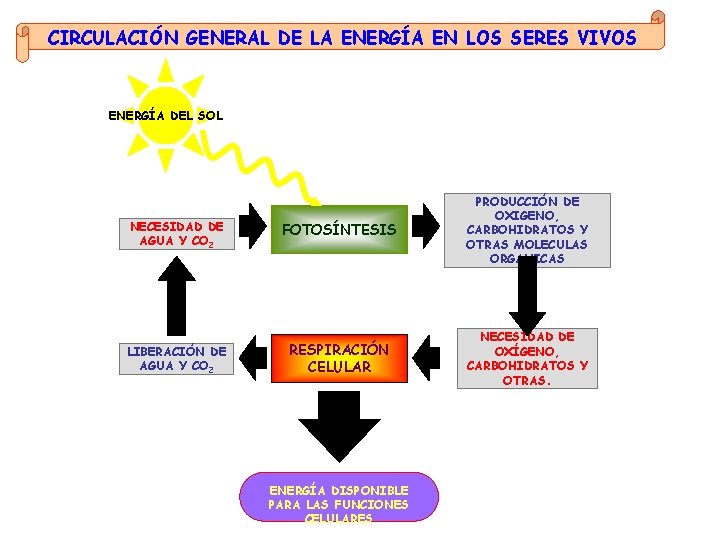 CIRCULACIÓN GENERAL DE LA ENERGÍA EN LOS SERES VIVOS ENERGÍA DEL SOL NECESIDAD DE