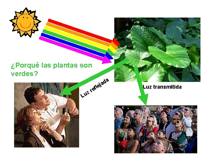 ¿Porqué las plantas son verdes? Lu zr da a j e efl Luz transmitida