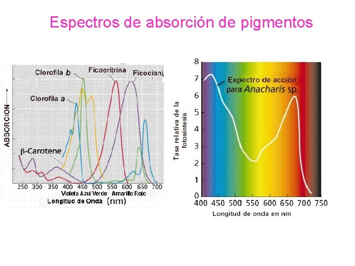 Espectros de absorción de pigmentos 