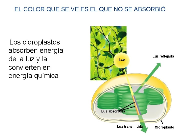 EL COLOR QUE SE VE ES EL QUE NO SE ABSORBIÓ Los cloroplastos absorben