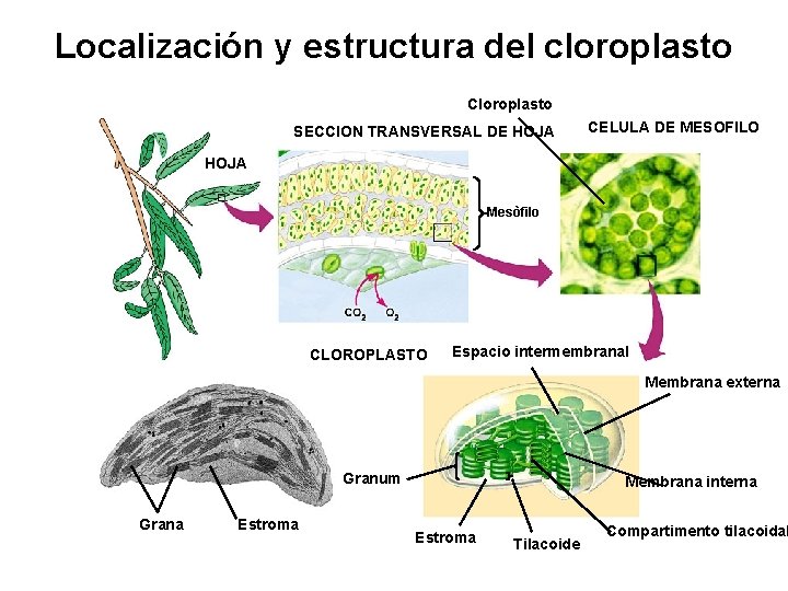 Localización y estructura del cloroplasto Cloroplasto SECCION TRANSVERSAL DE HOJA CELULA DE MESOFILO HOJA