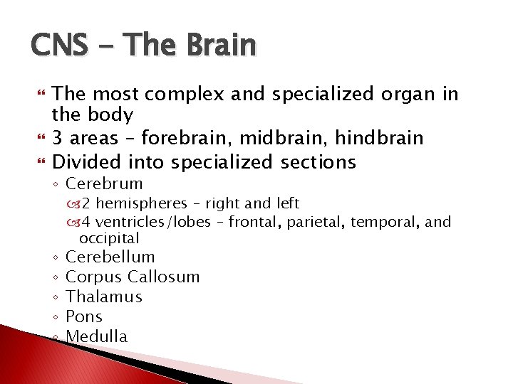 CNS - The Brain The most complex and specialized organ in the body 3