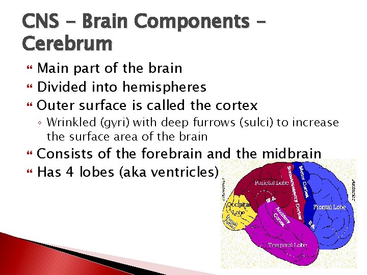 CNS - Brain Components – Cerebrum Main part of the brain Divided into hemispheres