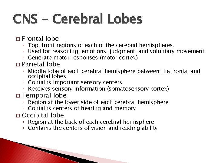 CNS - Cerebral Lobes � Frontal lobe � Parietal lobe � Temporal lobe �