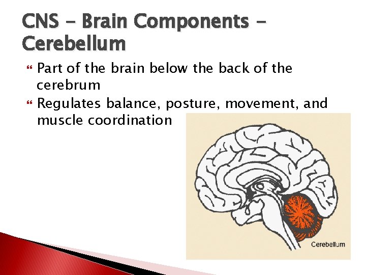 CNS - Brain Components Cerebellum Part of the brain below the back of the