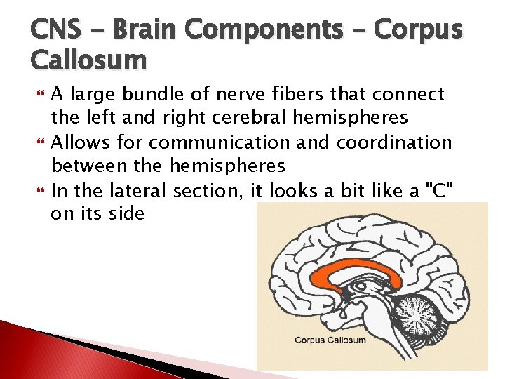 CNS - Brain Components – Corpus Callosum A large bundle of nerve fibers that