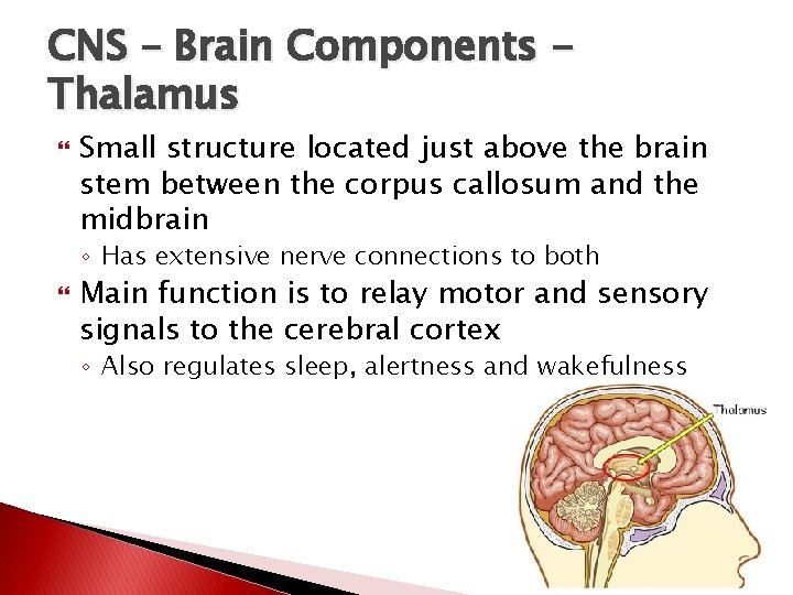 CNS – Brain Components Thalamus Small structure located just above the brain stem between