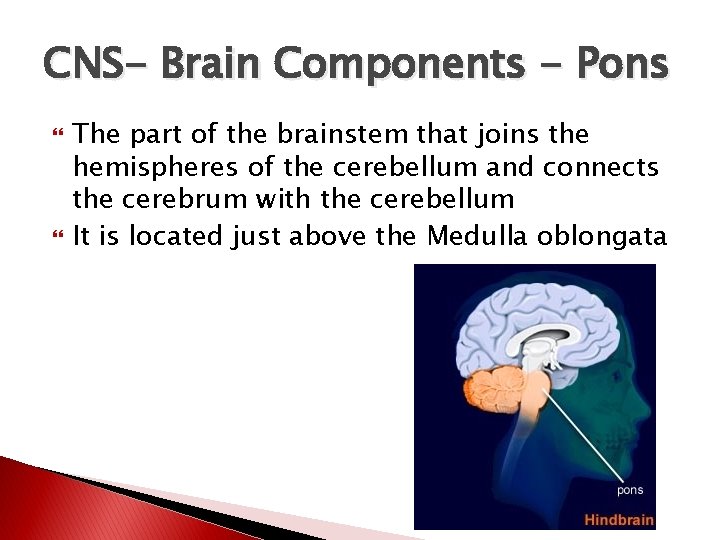 CNS- Brain Components - Pons The part of the brainstem that joins the hemispheres
