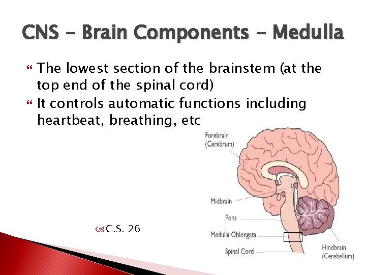 CNS - Brain Components - Medulla The lowest section of the brainstem (at the