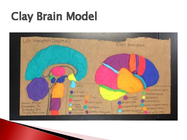 Clay Brain Model 