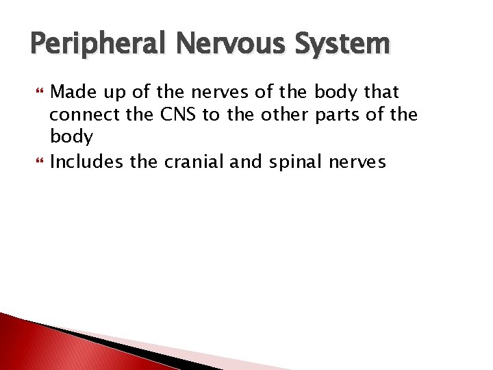 Peripheral Nervous System Made up of the nerves of the body that connect the