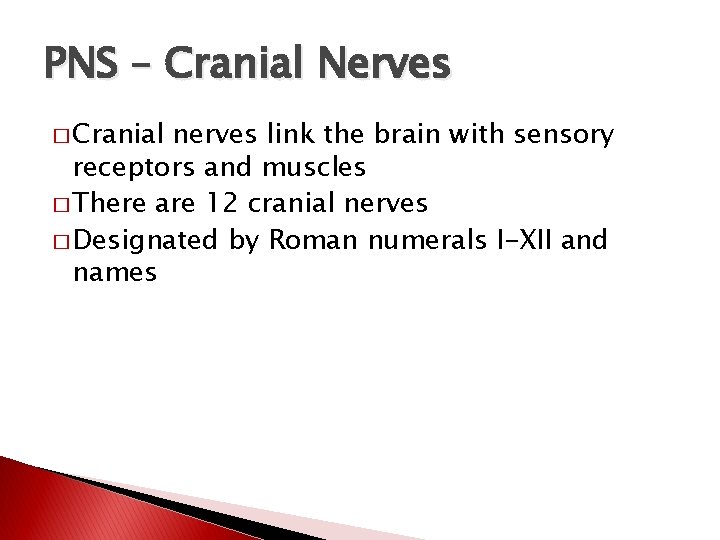 PNS – Cranial Nerves � Cranial nerves link the brain with sensory receptors and