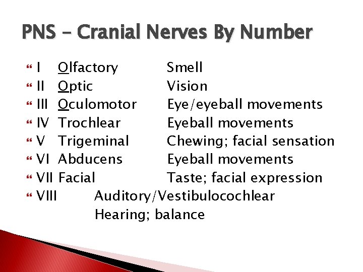 PNS – Cranial Nerves By Number I Olfactory Smell II Optic Vision III Oculomotor