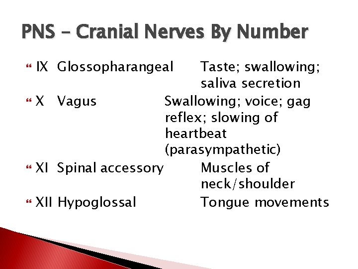 PNS – Cranial Nerves By Number IX Glossopharangeal Taste; swallowing; saliva secretion X Vagus