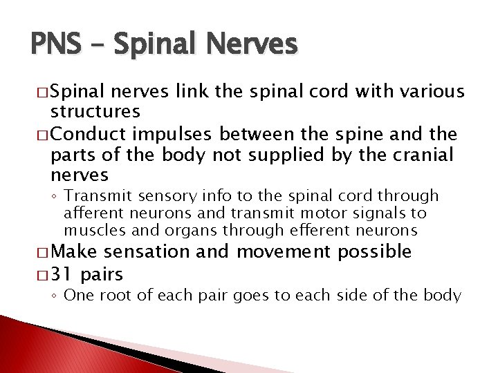 PNS – Spinal Nerves � Spinal nerves link the spinal cord with various structures