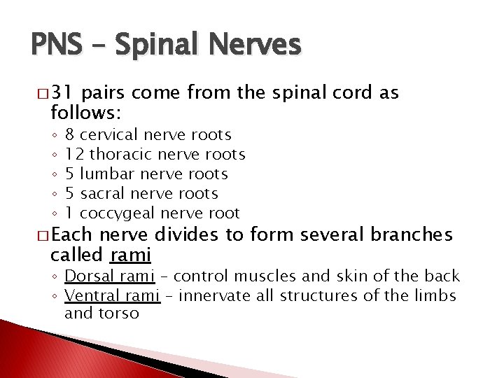 PNS – Spinal Nerves � 31 pairs come from the spinal cord as follows: