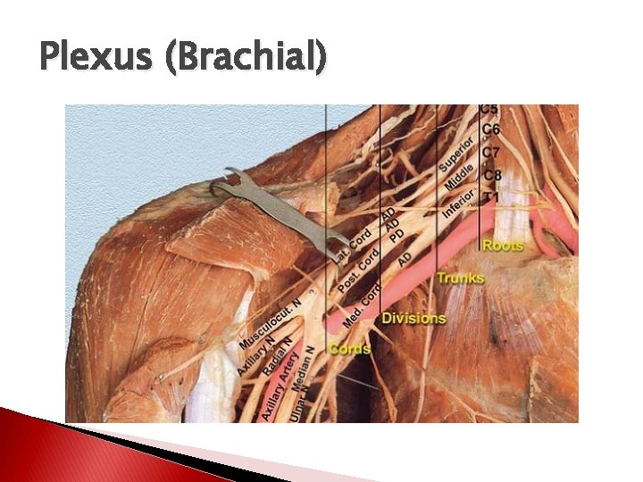 Plexus (Brachial) 