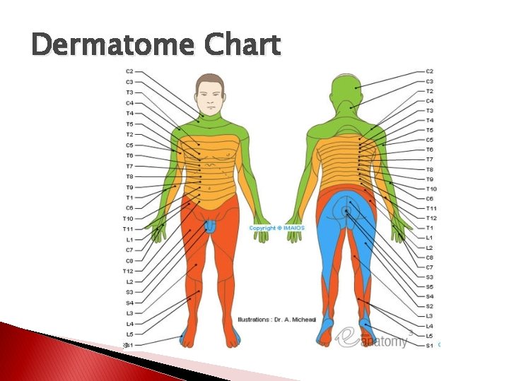 Dermatome Chart 