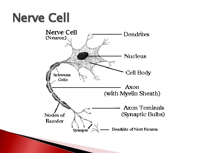 Nerve Cell 