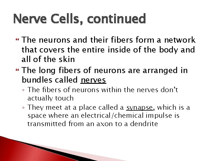 Nerve Cells, continued The neurons and their fibers form a network that covers the