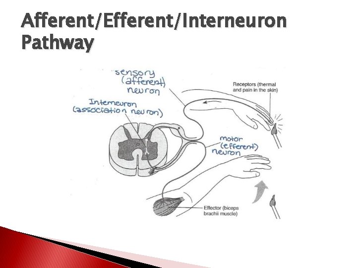 Afferent/Efferent/Interneuron Pathway 