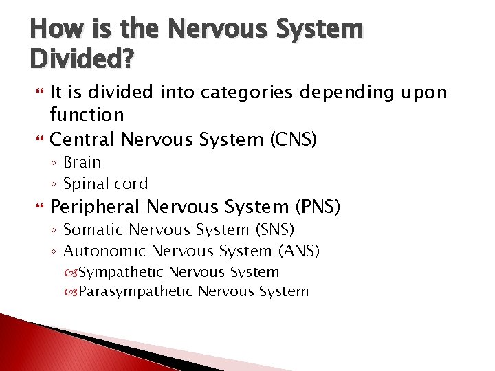 How is the Nervous System Divided? It is divided into categories depending upon function