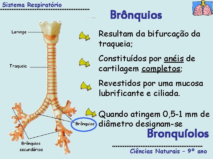 Sistema Respiratório Brônquios Resultam da bifurcação da traqueia; Constituídos por anéis de cartilagem completos;