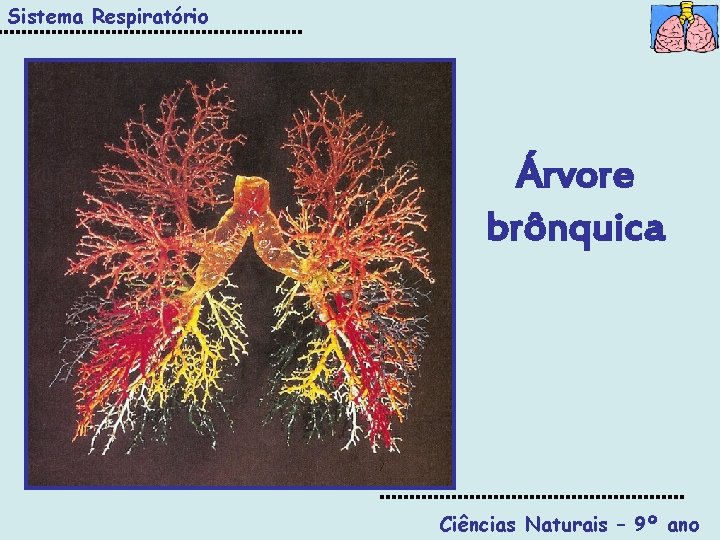 Sistema Respiratório Árvore brônquica Ciências Naturais – 9º ano 