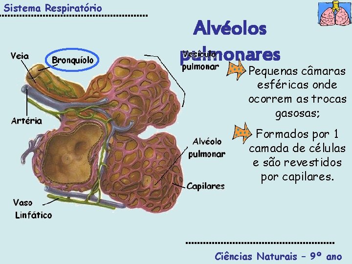 Sistema Respiratório Alvéolos pulmonares Pequenas câmaras esféricas onde ocorrem as trocas gasosas; Formados por