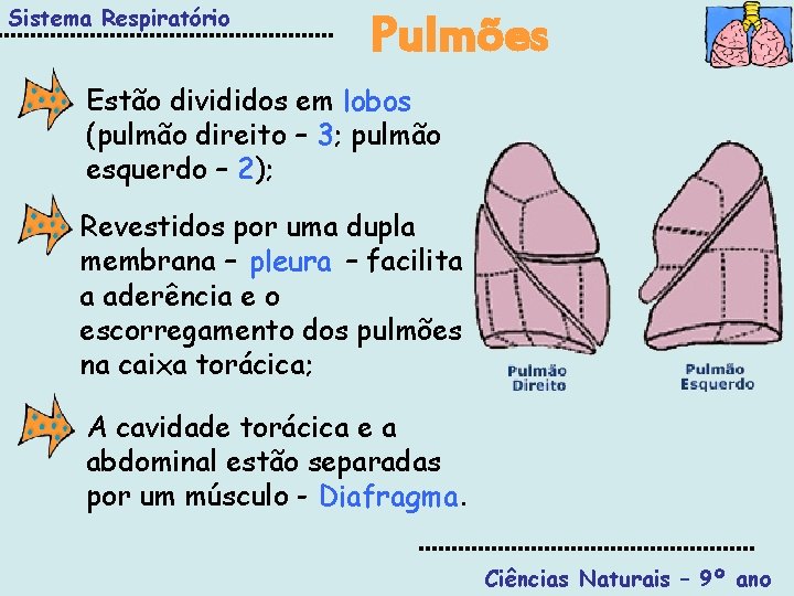 Sistema Respiratório Pulmões Estão divididos em lobos (pulmão direito – 3; pulmão esquerdo –